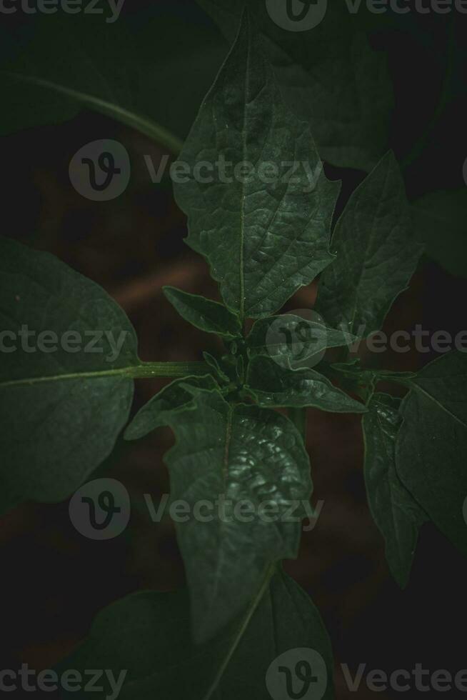 verde Pepe pianta nel il giardino. foto