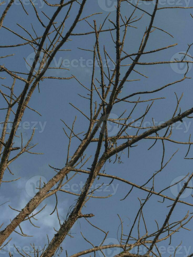 secco albero rami con cielo sfondo. foto