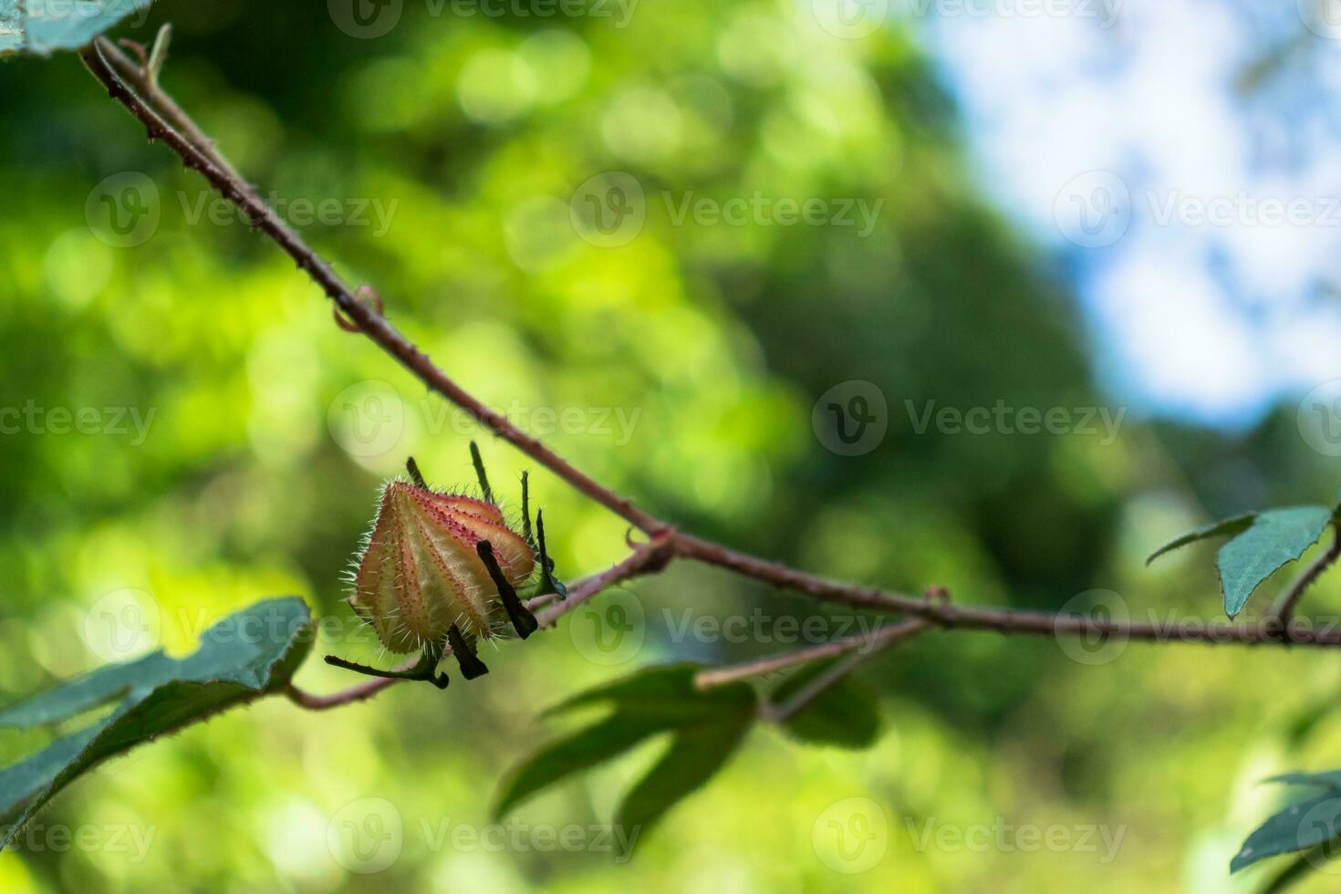 un' avvicinamento di nature spikey splendore foto