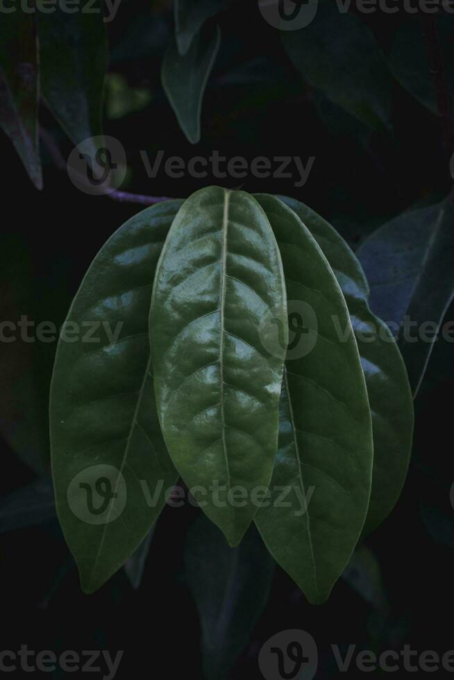 foglie verdi su sfondo nero foto