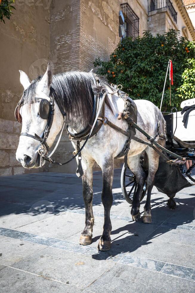 tradizionale cavallo e carrello a cordoba Spagna - viaggio sfondo foto