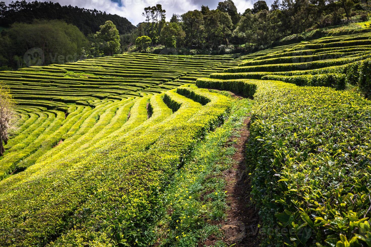 tè piantagione nel porto formoso. sorprendente paesaggio di eccezionale naturale bellezza foto