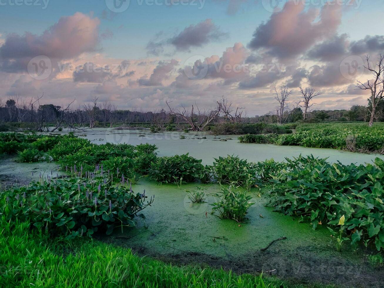 nuvoloso tramonto a il stagno nel Allendale, Michigan foto