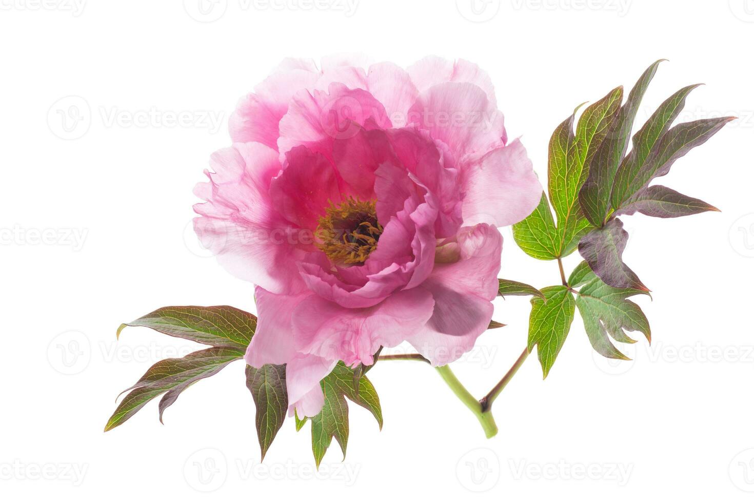 bellissimo rosa grande albero peonia fiore su bianca sfondo foto