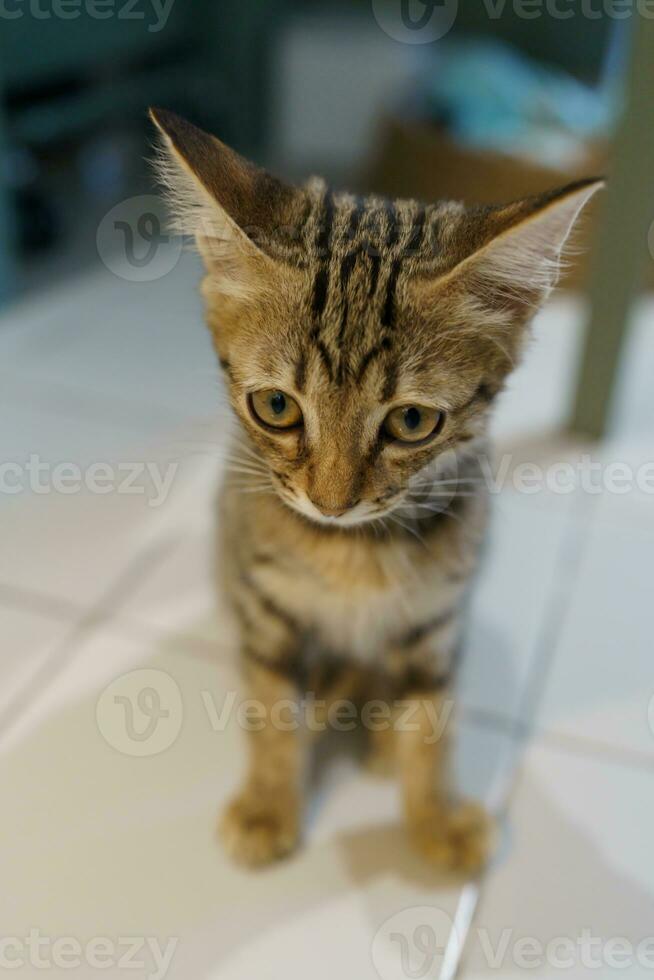 poco Marrone soriano gattino carino animali nel Casa. foto