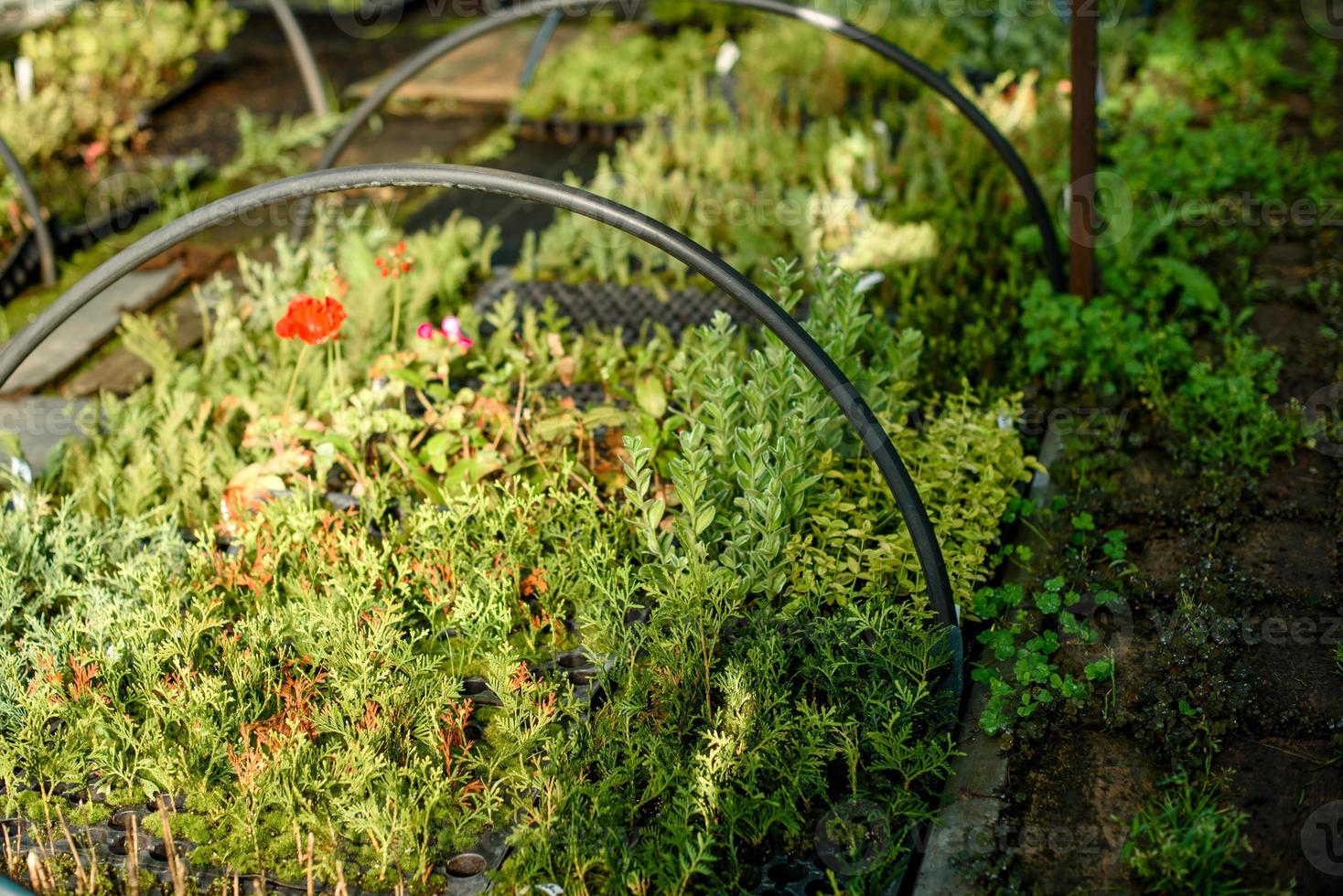 una piccola serra per la coltivazione di piante, cespugli e fiori foto