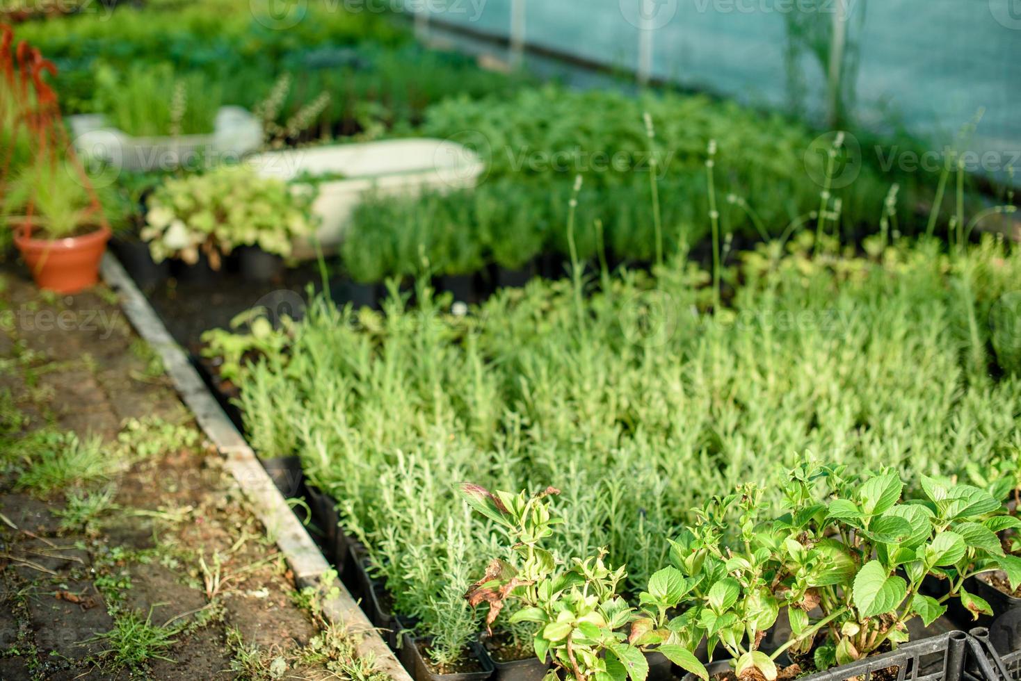 una piccola serra per la coltivazione di piante, cespugli e fiori foto