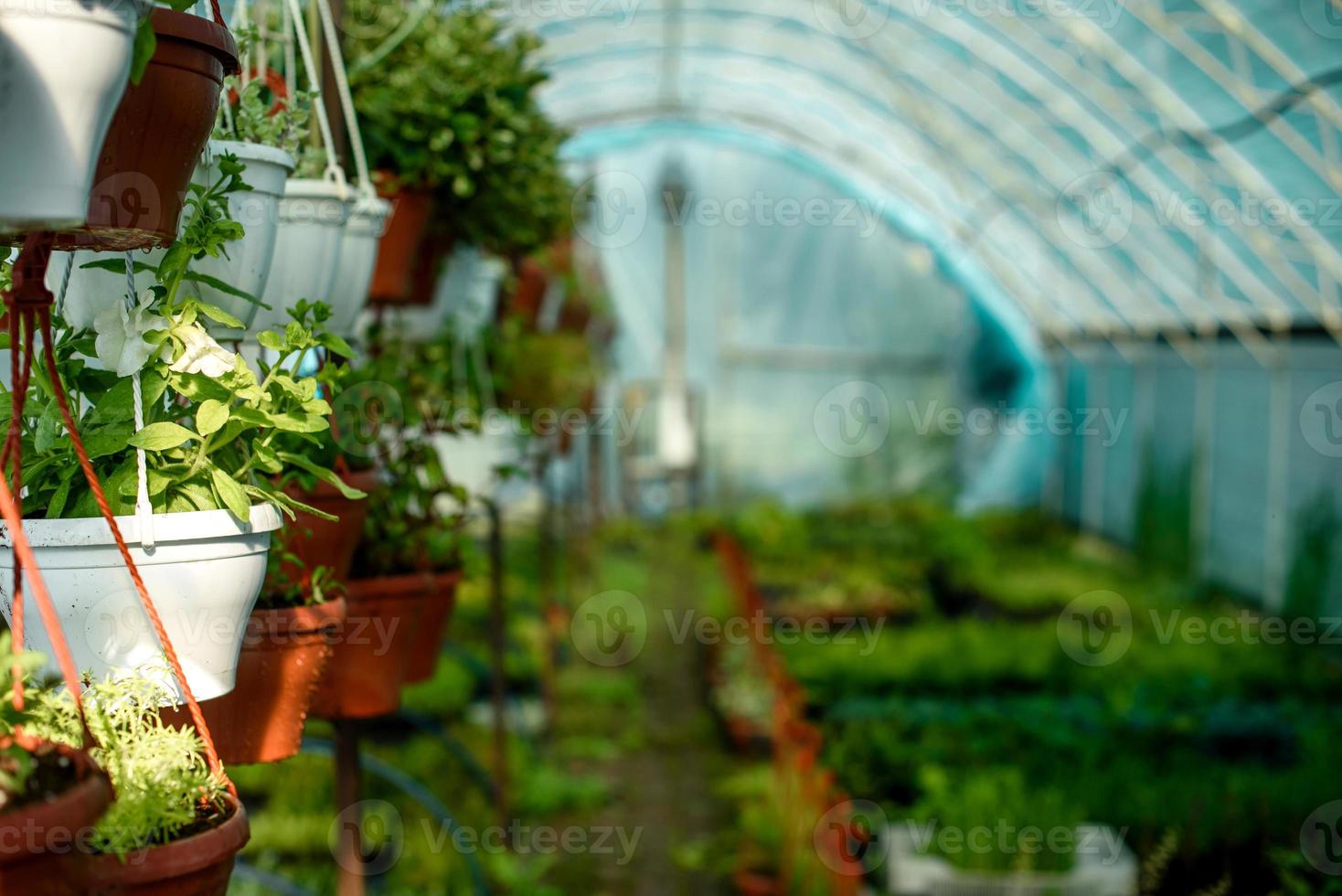 una piccola serra per la coltivazione di piante, cespugli e fiori foto