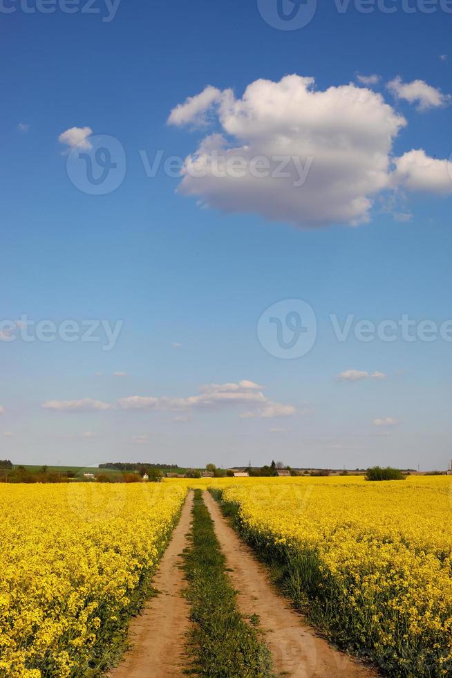 colza gialla su uno sfondo di cielo. campo di colza con mature foto