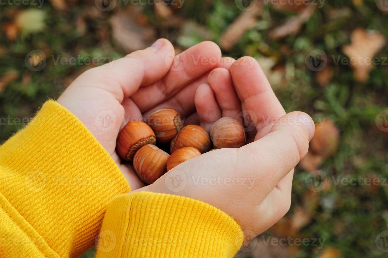 mani di bambino che tengono le nocciole foto