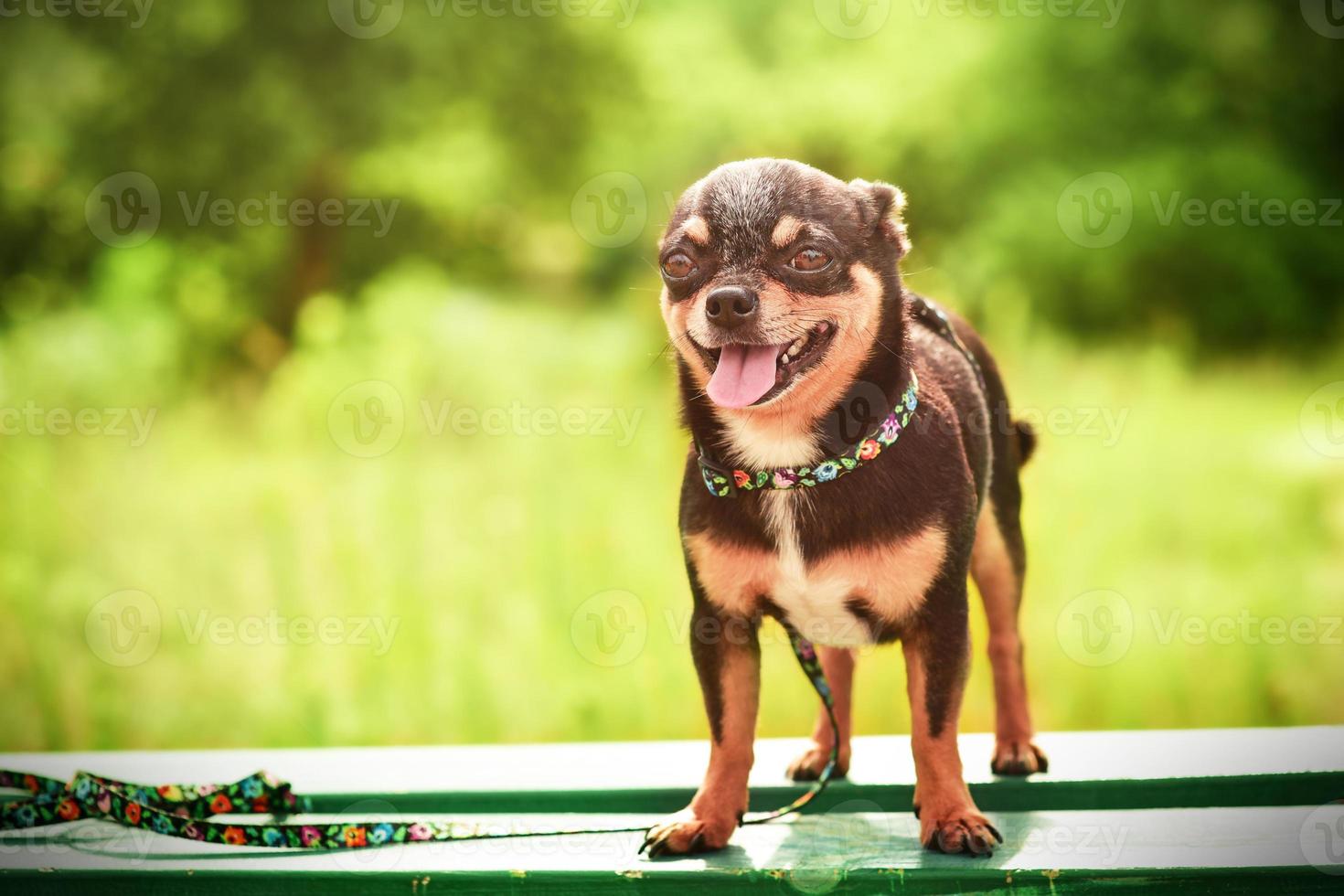 cane nero su una panchina in natura. cane chihuahua dai capelli lisci durante una passeggiata. foto