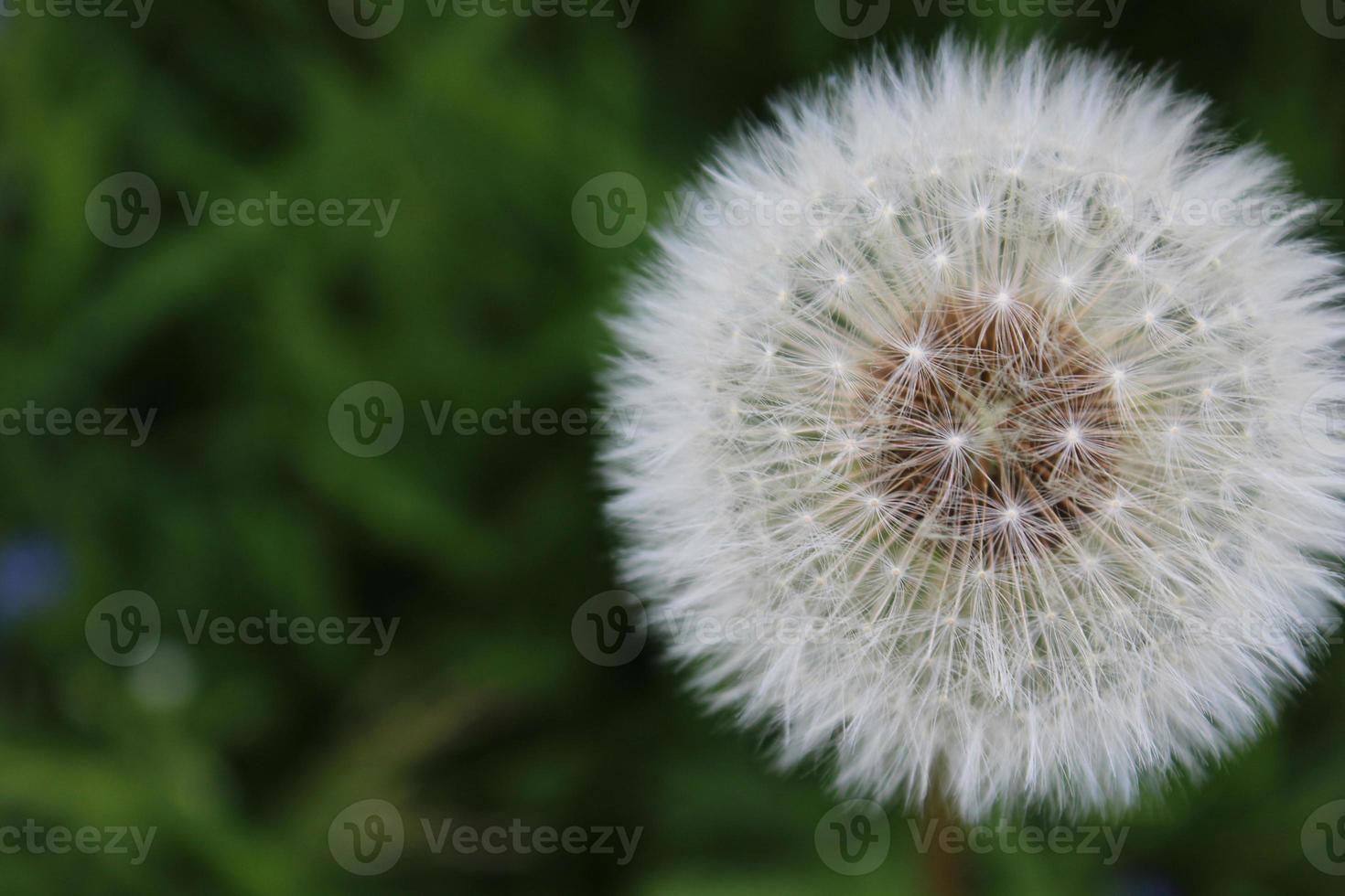 una ripresa macro di un soffice dente di leone bianco foto