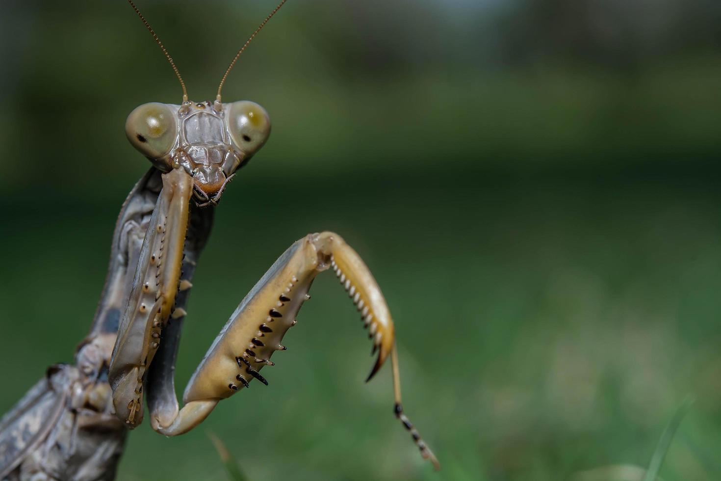 foglia morta mantide religiosa - mantis religiosa nella foresta foto