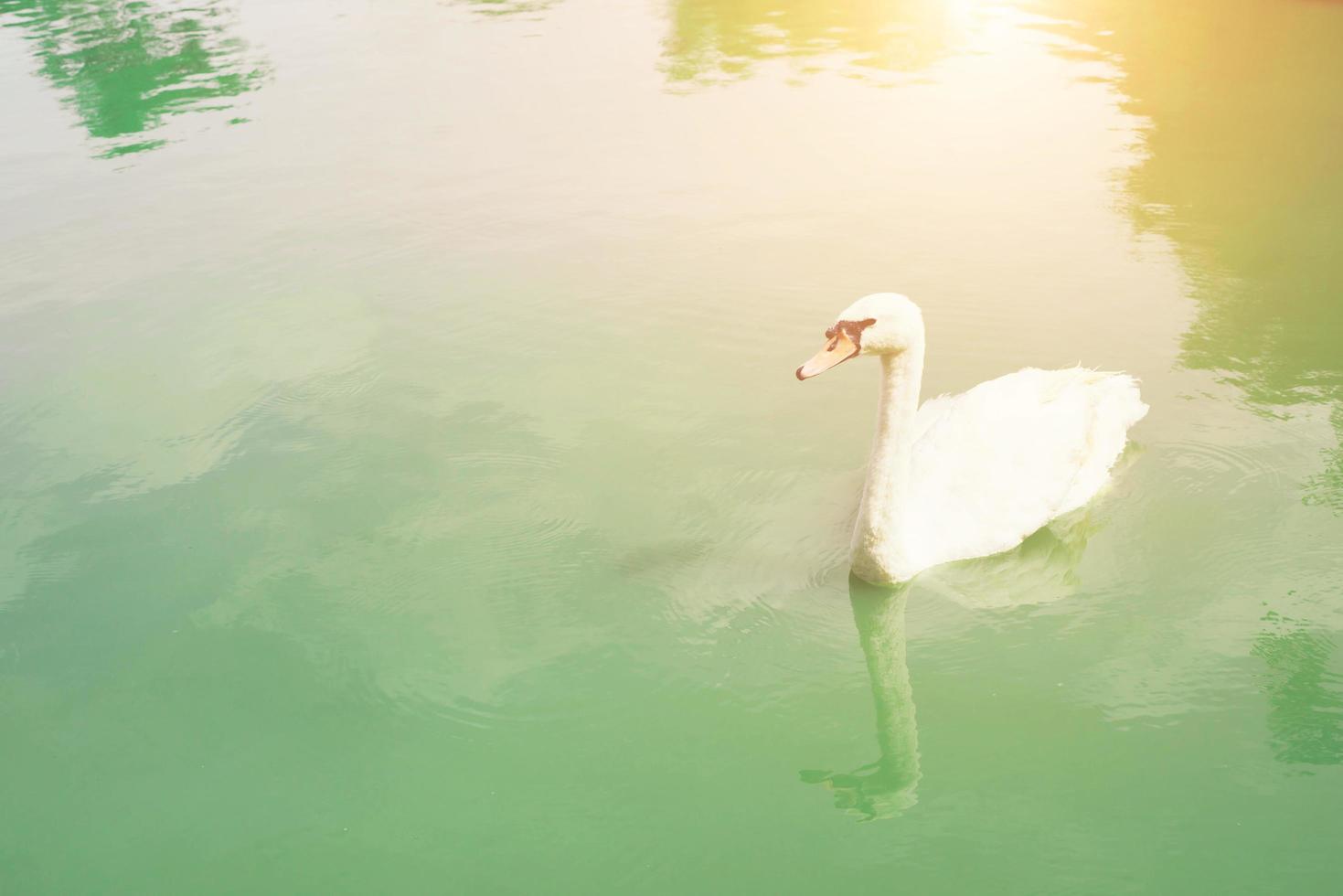 grazioso cigno che galleggia nel lago verde smeraldo foto