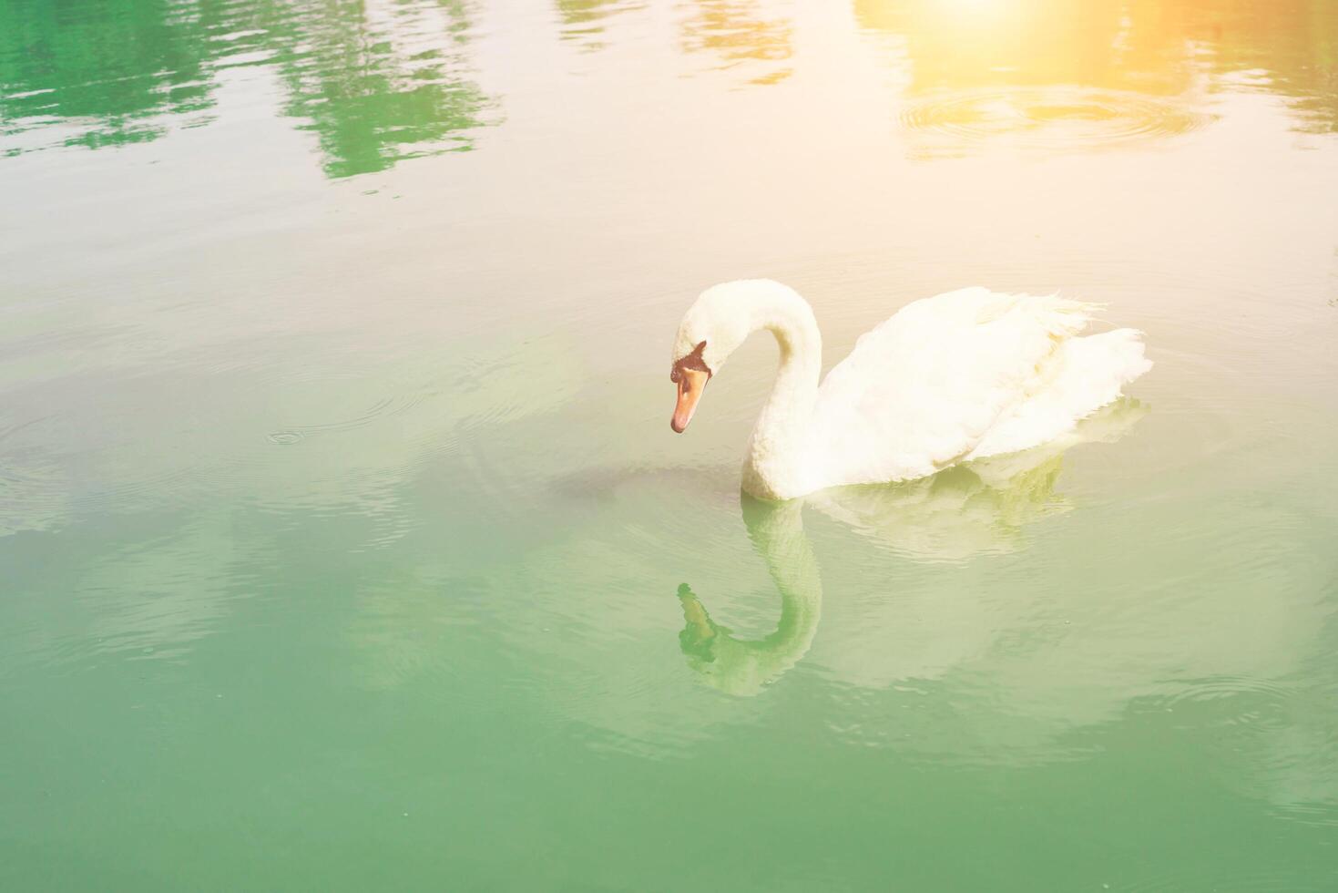 grazioso cigno che galleggia nel lago verde smeraldo foto