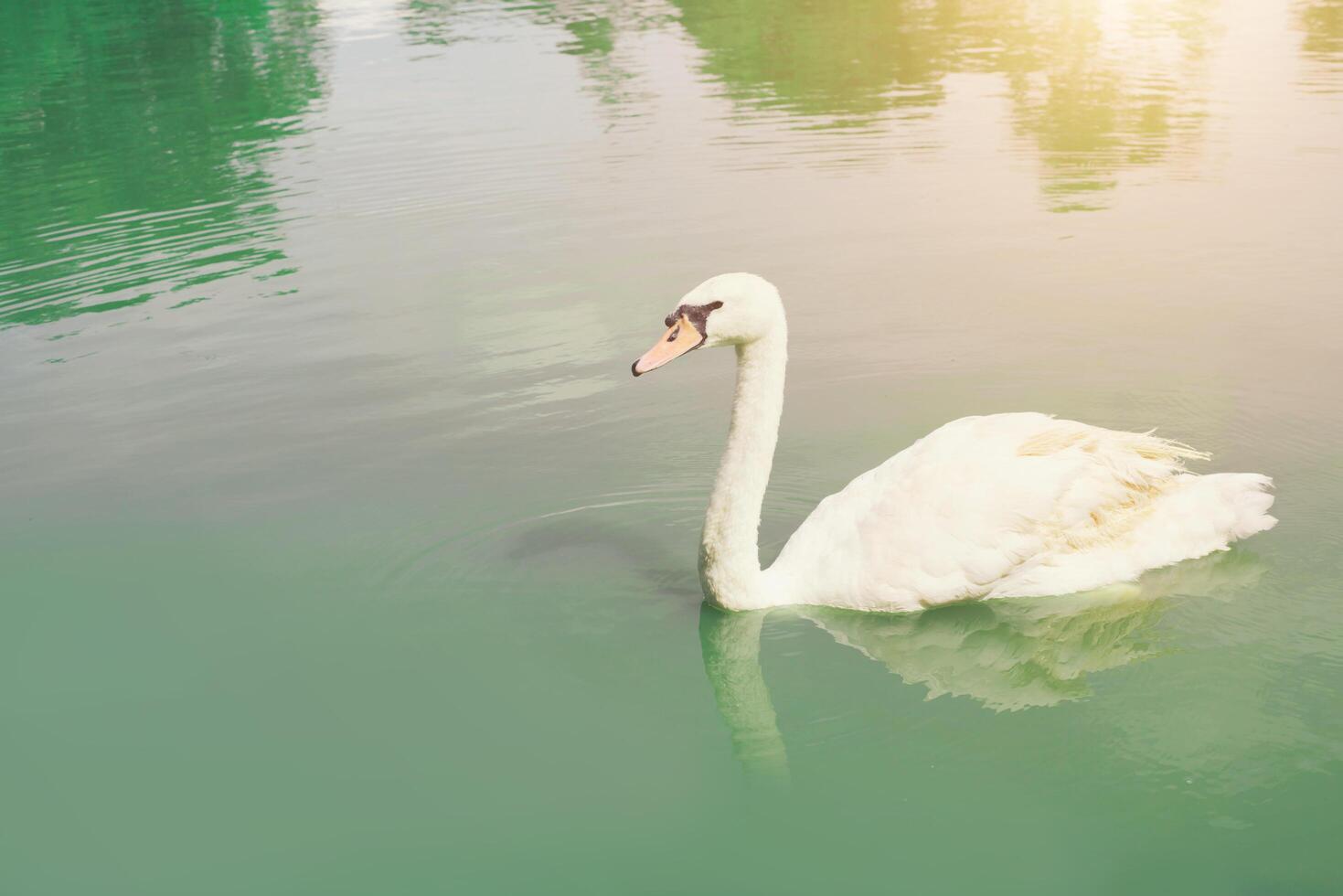 grazioso cigno che galleggia nel lago verde smeraldo foto