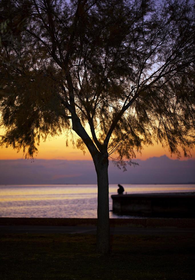 albero e un uomo solo vicino al mare foto