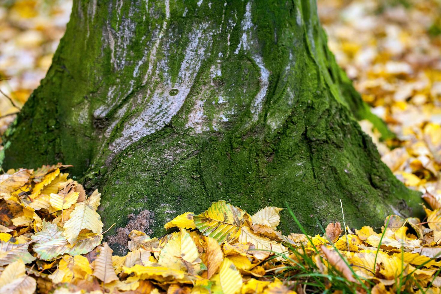 foglie secche autunnali in natura foto