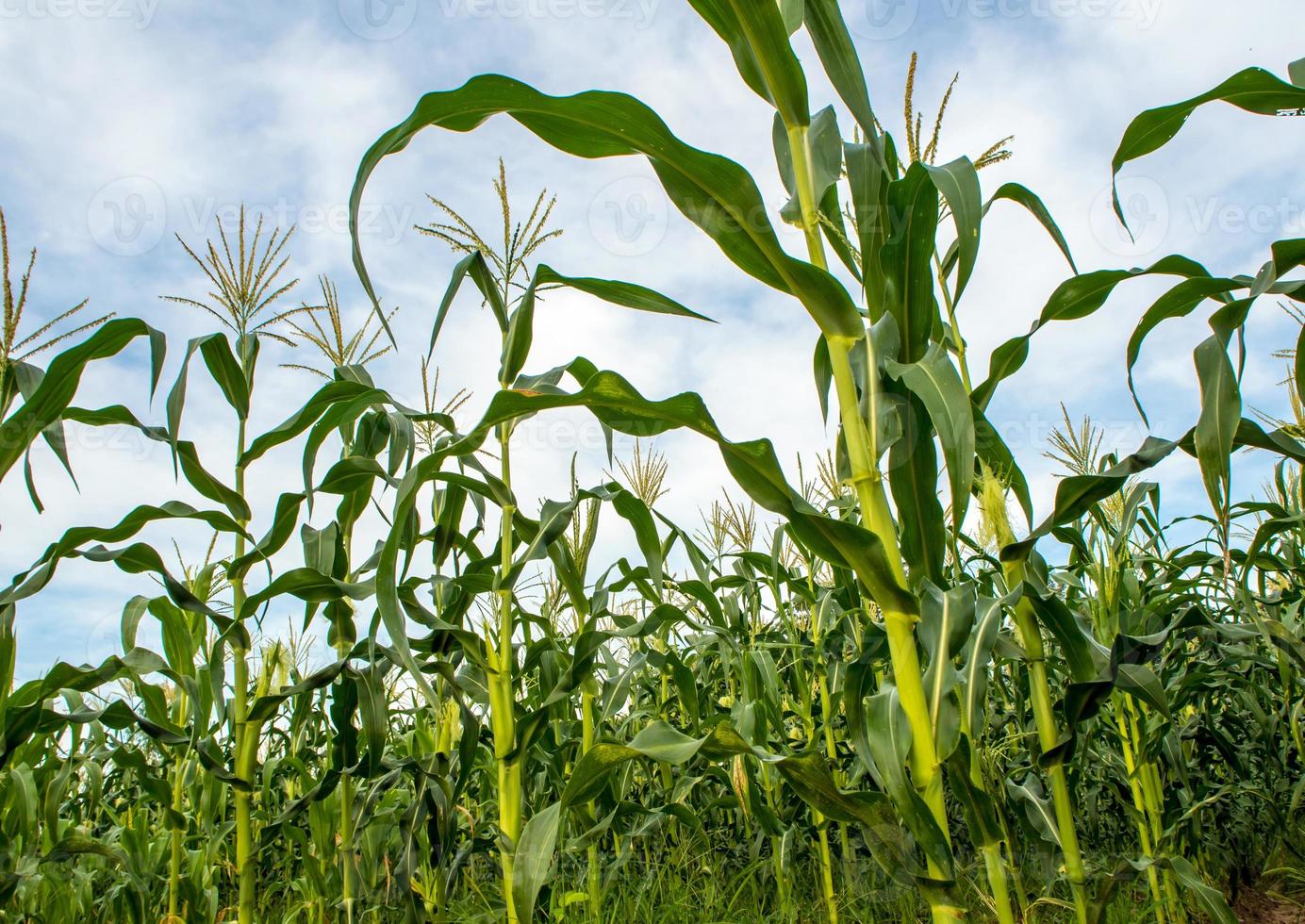 baby corn in fattoria di mais in campagna foto