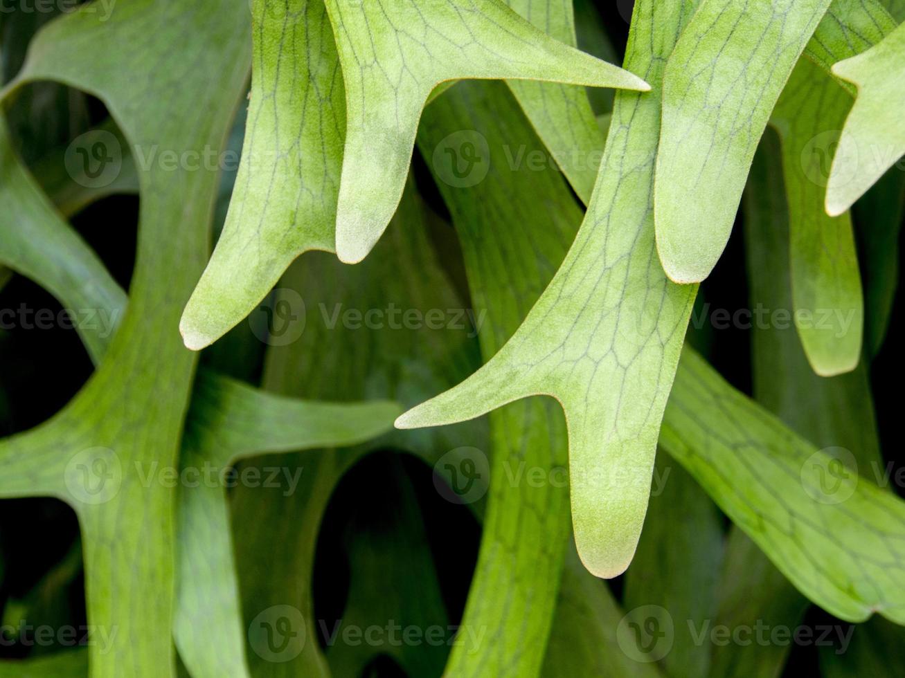 dettaglio trama su foglie di felce elkhorn, platycerium coronarium foto