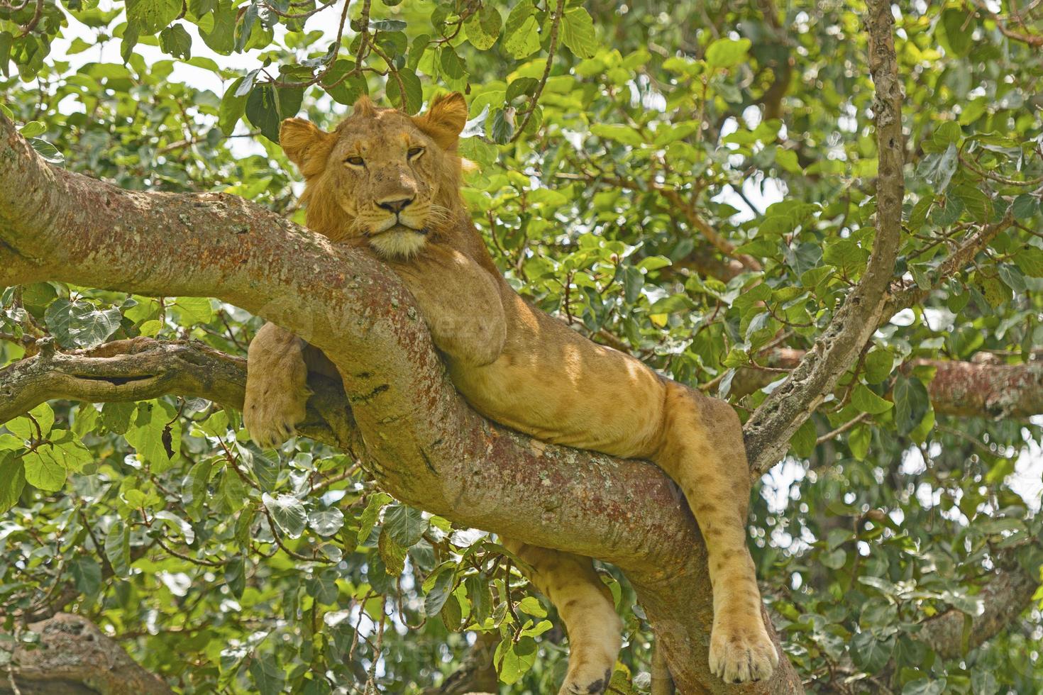 giovane leone maschio su un albero foto