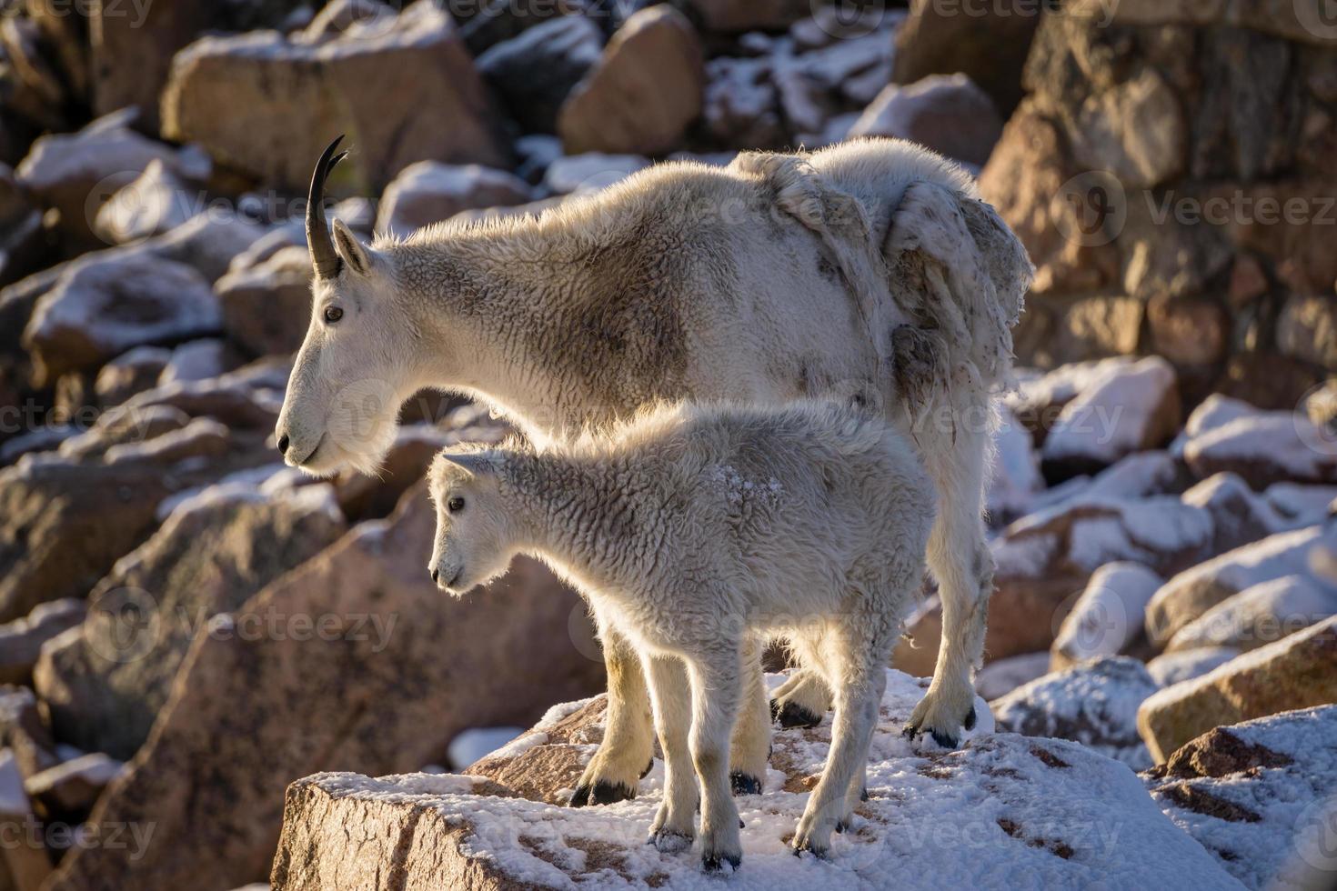 mamma capra di montagna foto