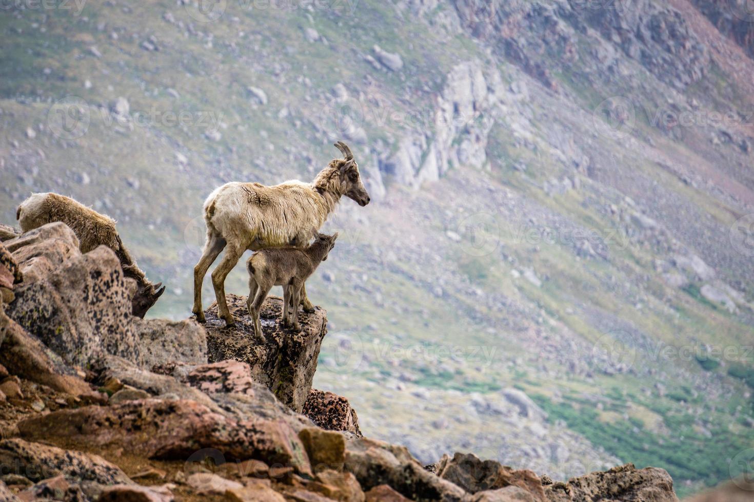 pecora bighorn madre con capretto foto