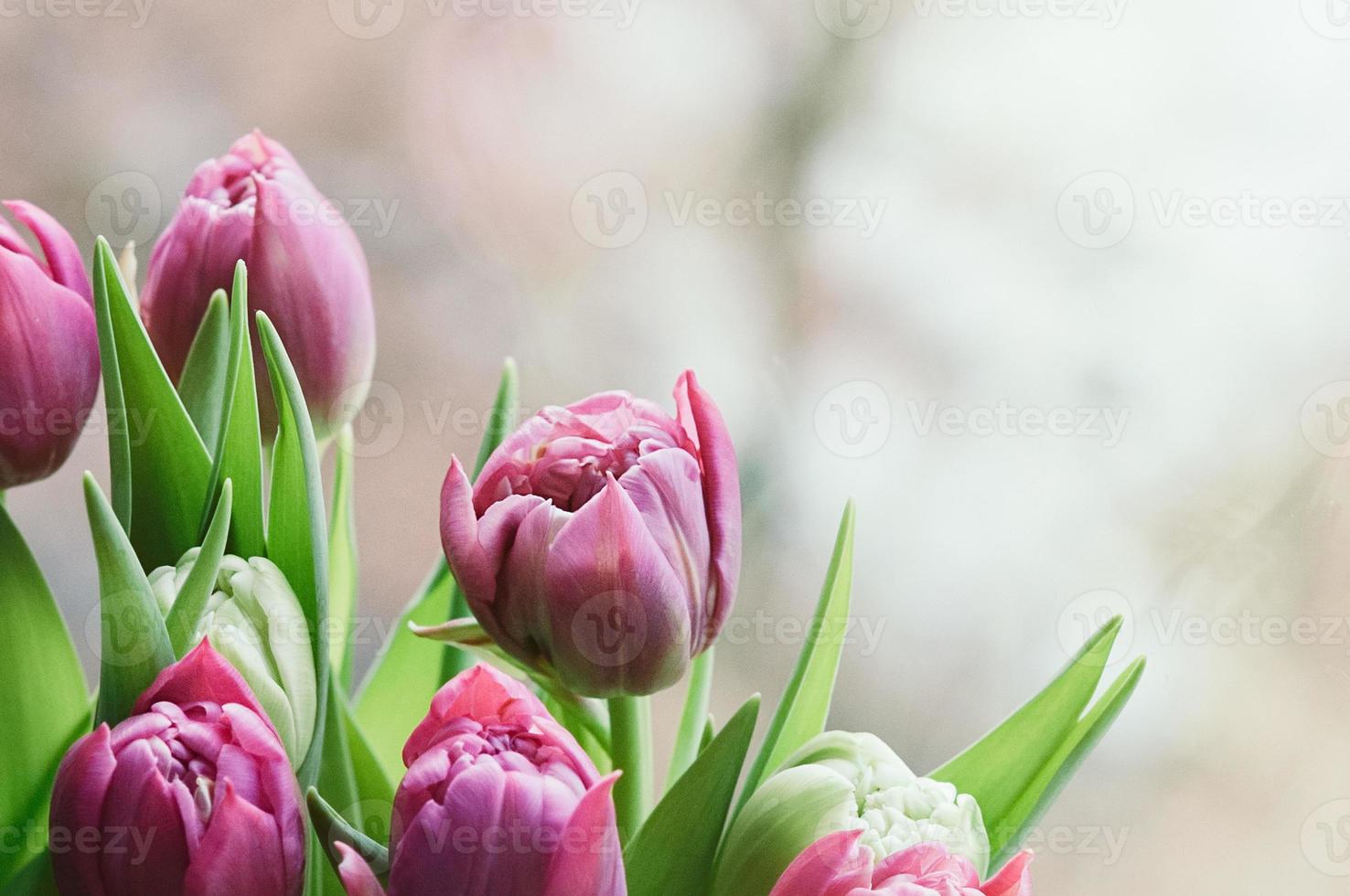 fiori rosa primaverili sfondo astratto sfocato foto