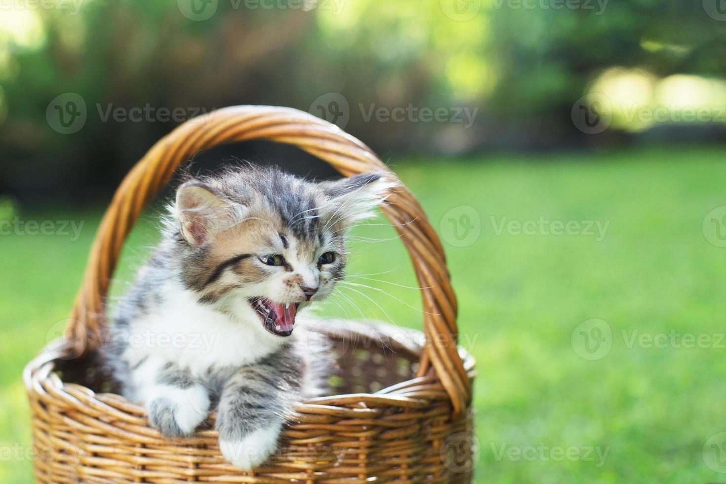 un gattino in una cesta sull'erba, d'estate foto