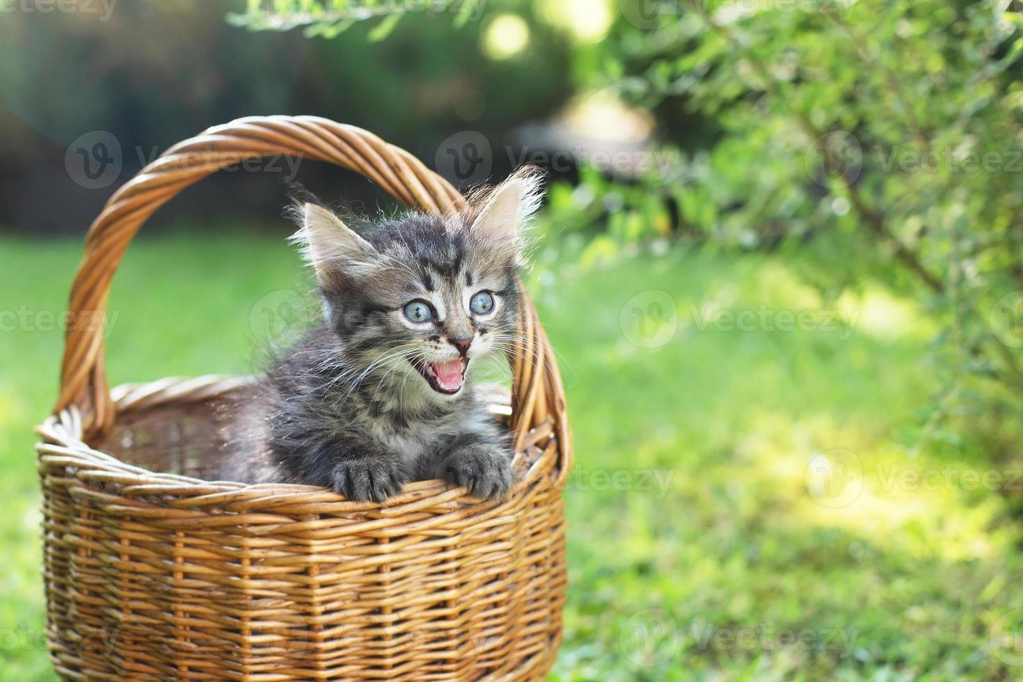 un gattino in una cesta sull'erba, d'estate foto