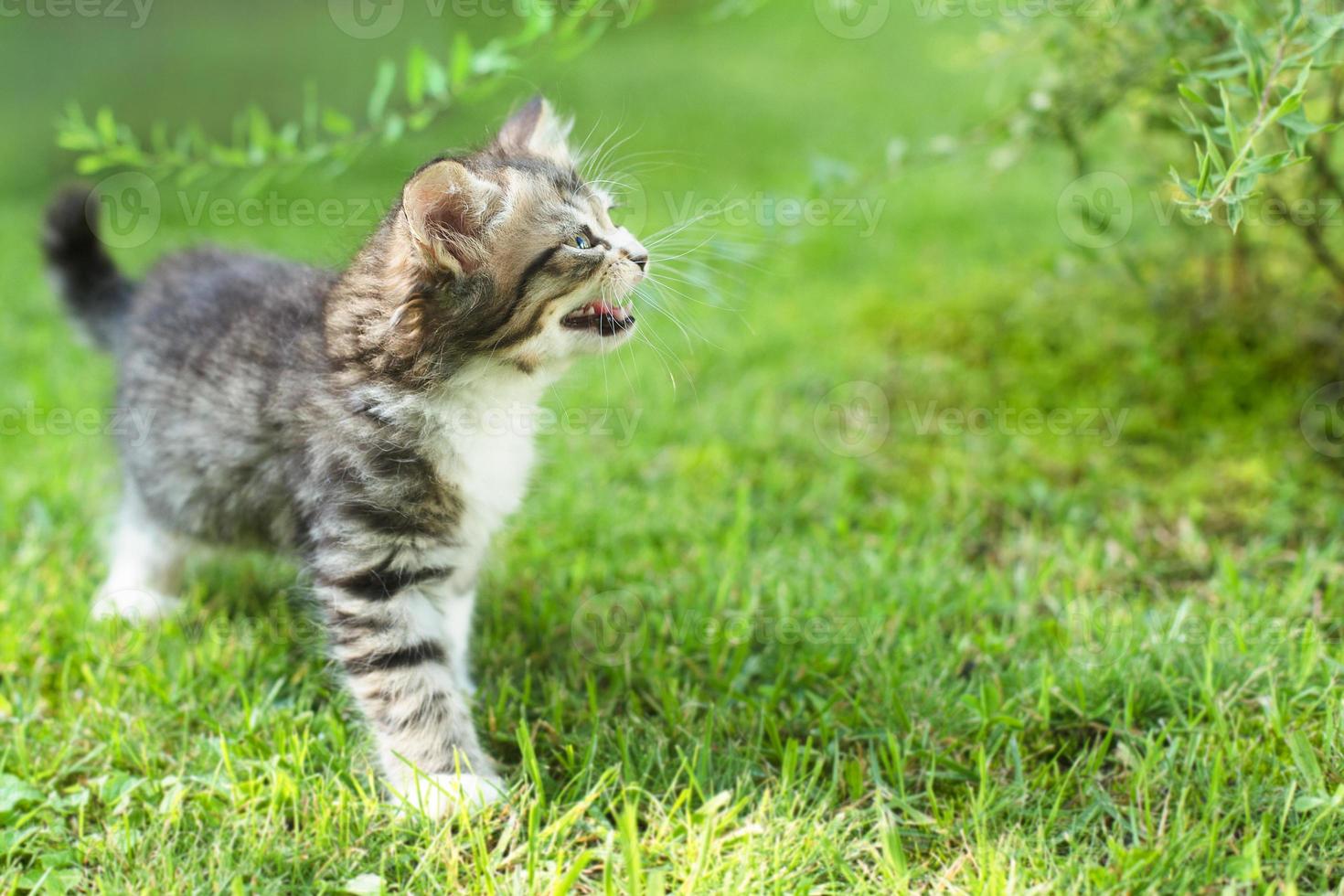 simpatico gattino sull'erba, in estate foto