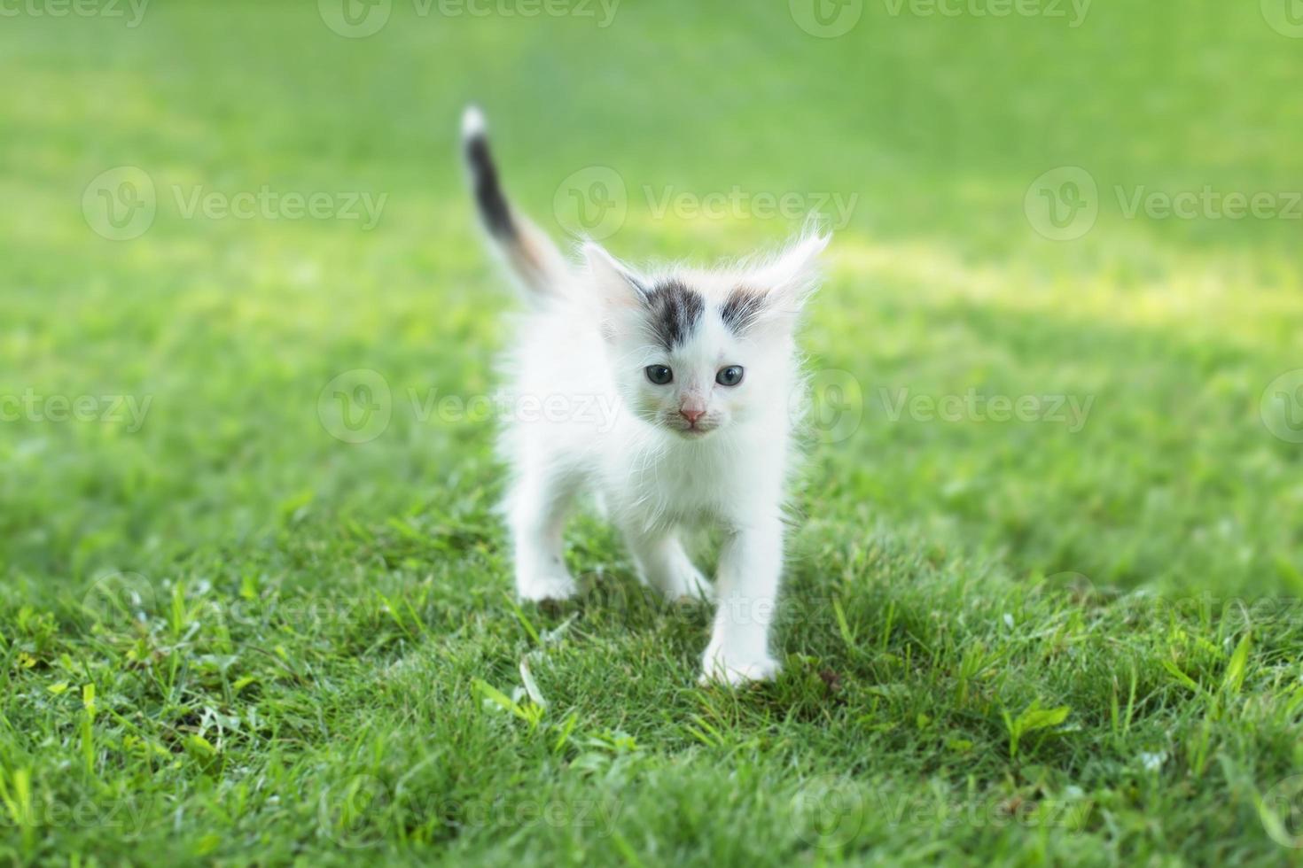 simpatico gattino sull'erba, in estate foto