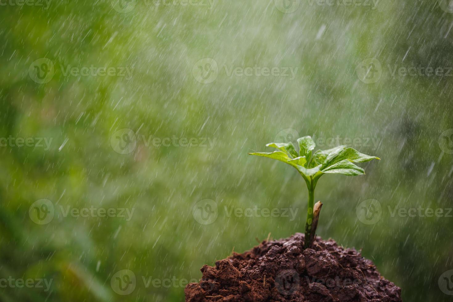 giovane pianta di konjac con la pioggia foto