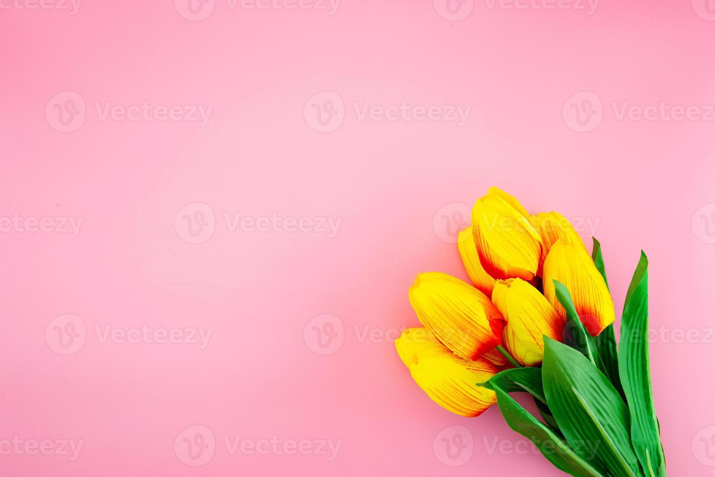 fiore di tulipano giallo con posa piatta su sfondo rosa foto