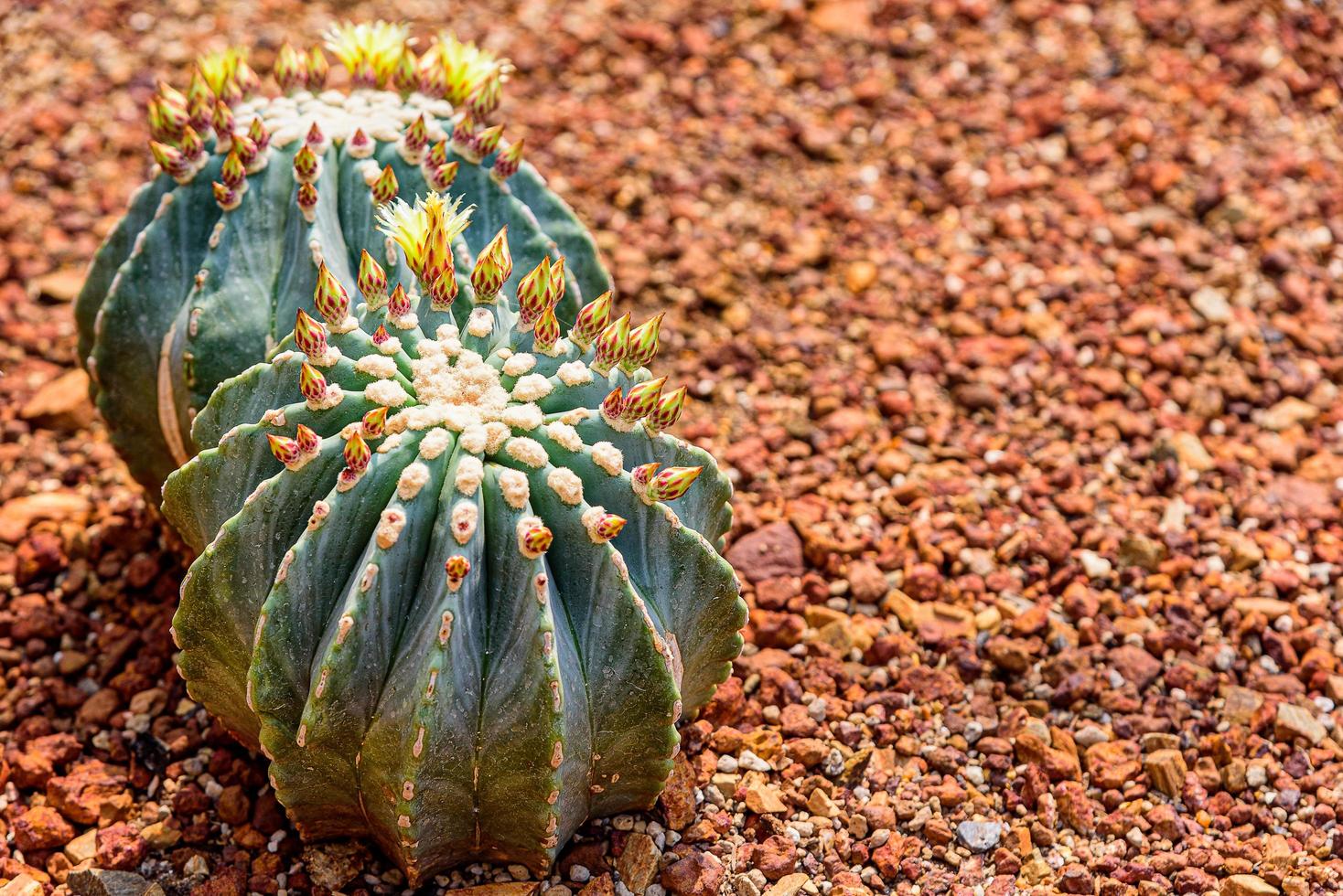 ferocactus glaucescens var. nudum fiorito su terreno sassoso foto