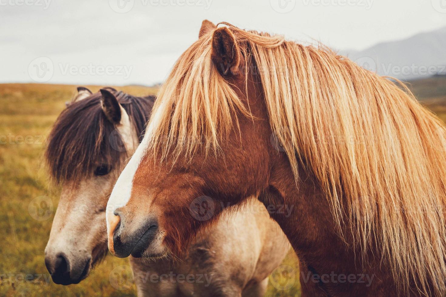 cavallo islandese nel campo del paesaggio naturale scenico dell'Islanda foto