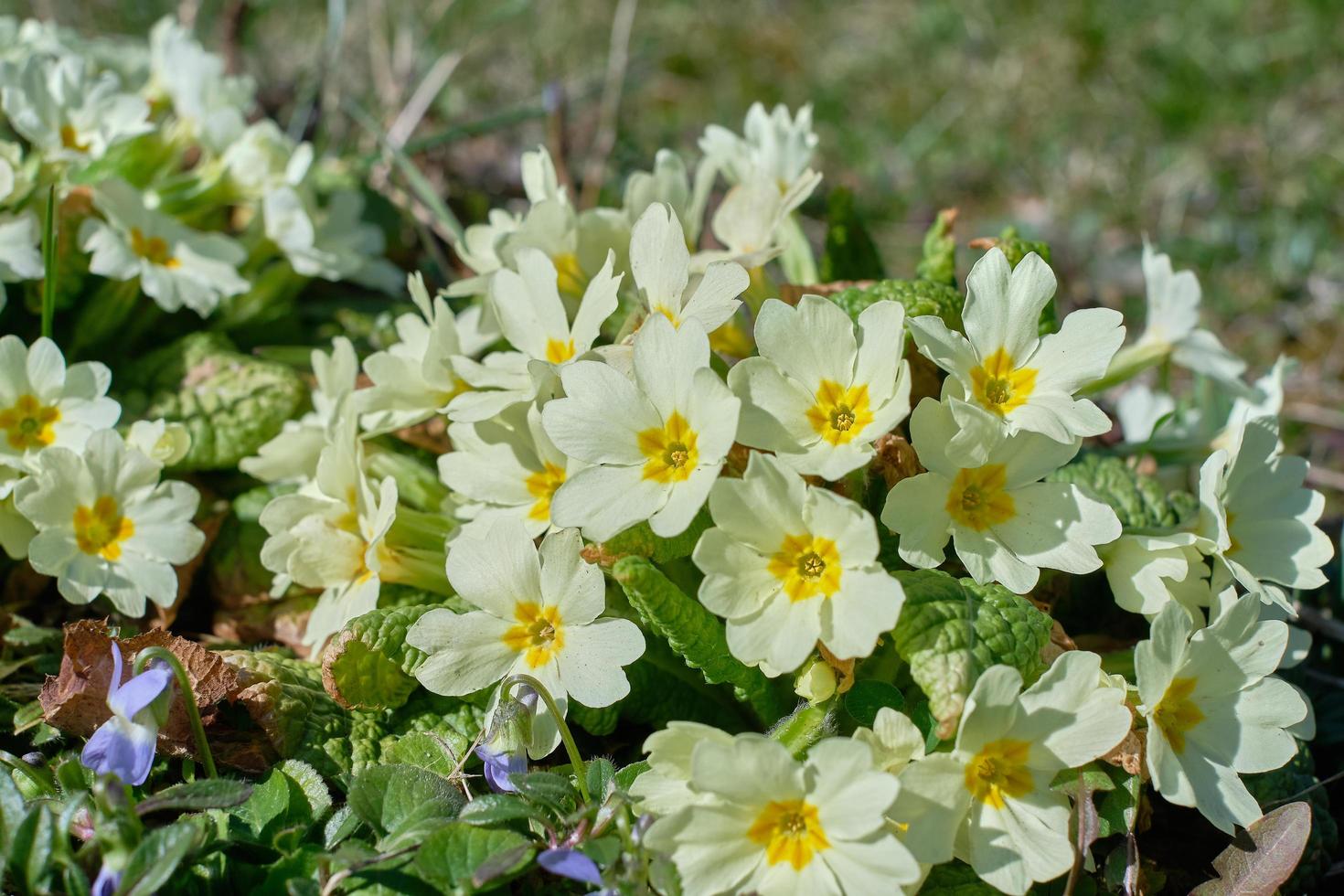 primo piano di fiori di primula comune in fiore foto