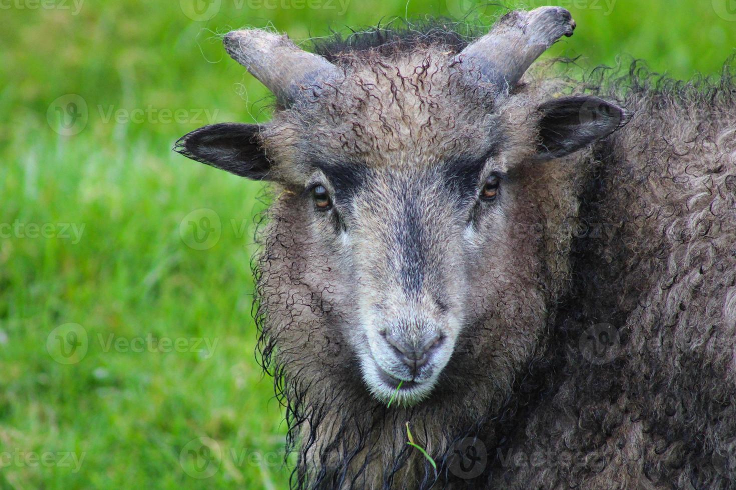 ritratto di pecora faroese foto