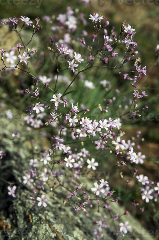 gipsofila repens. pianta selvatica della natura della siberia. foto