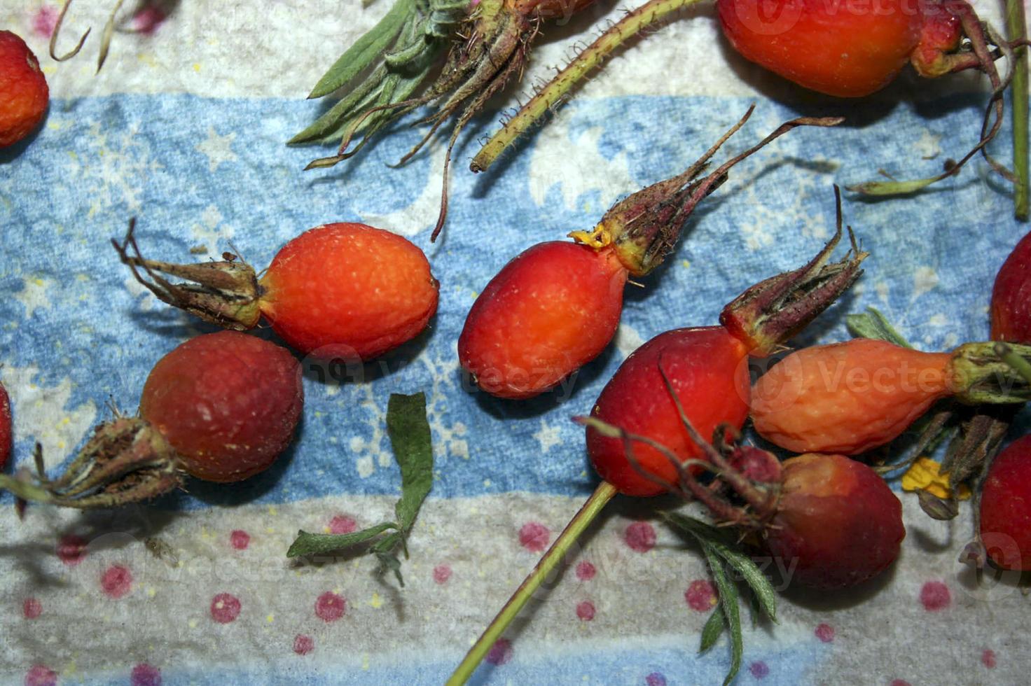 rosa canina secca. preparato per tè medicinale. foto