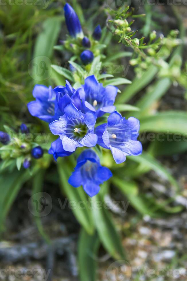 genziana. pianta selvatica della natura della siberia. foto