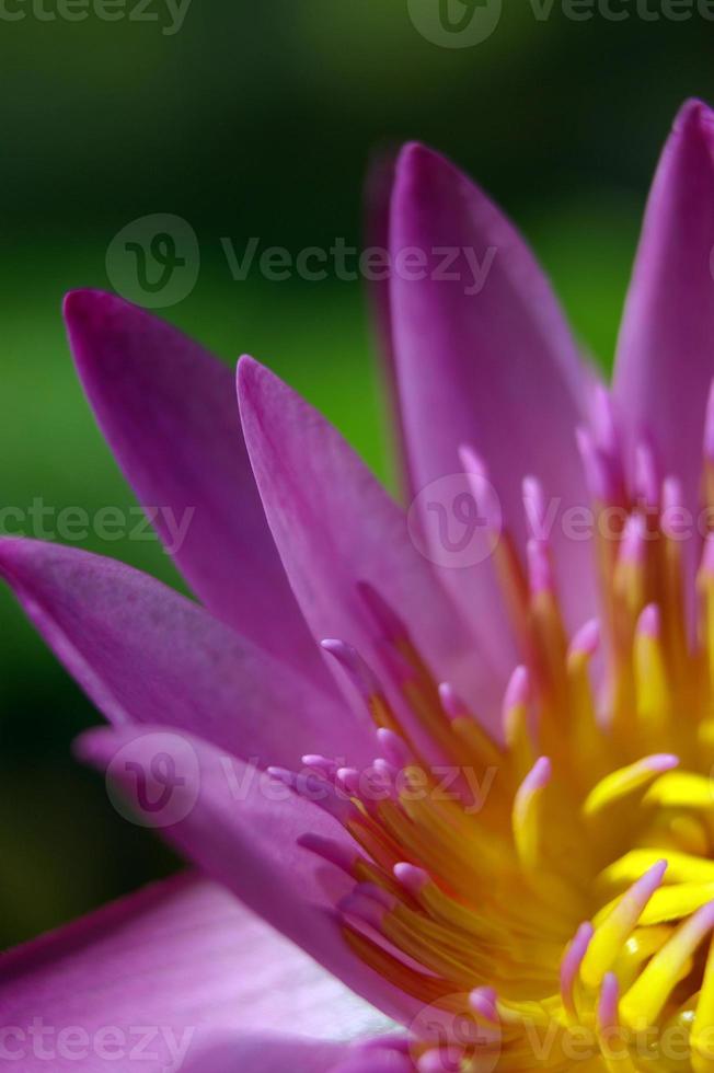 petalo viola e polline giallo di ninfea foto