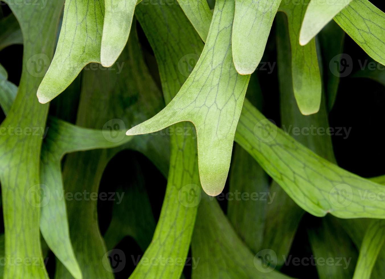 dettaglio trama su foglie di felce elkhorn, platycerium coronarium foto