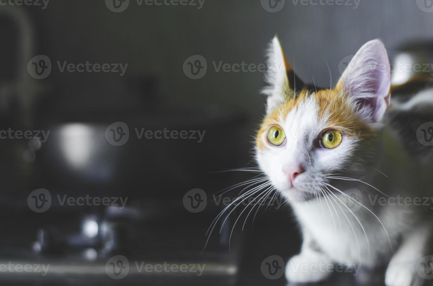 gatto tricolore domestico seduto sulla superficie della cucina. foto