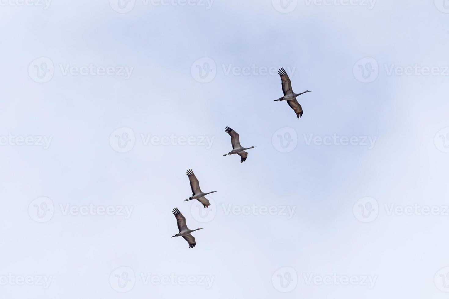 un volo di gru sandhill che passano sopra la testa foto