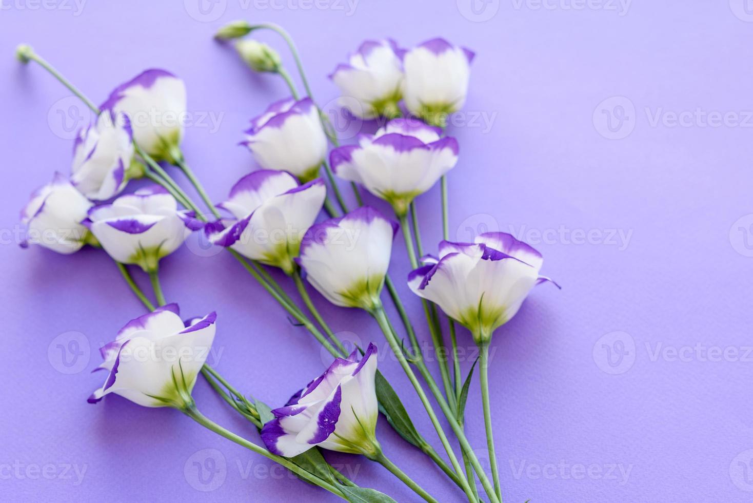 un bouquet di bellissimi eustomi viola appena tagliati foto
