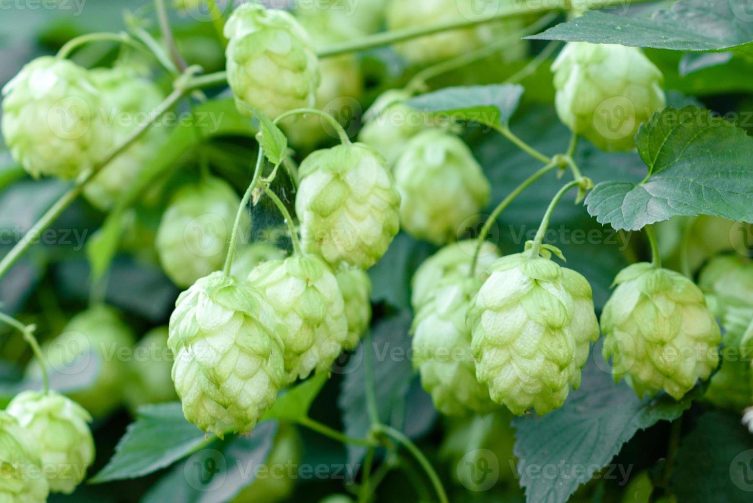 coni di luppolo freschi verdi per fare il primo piano del pane e della birra foto