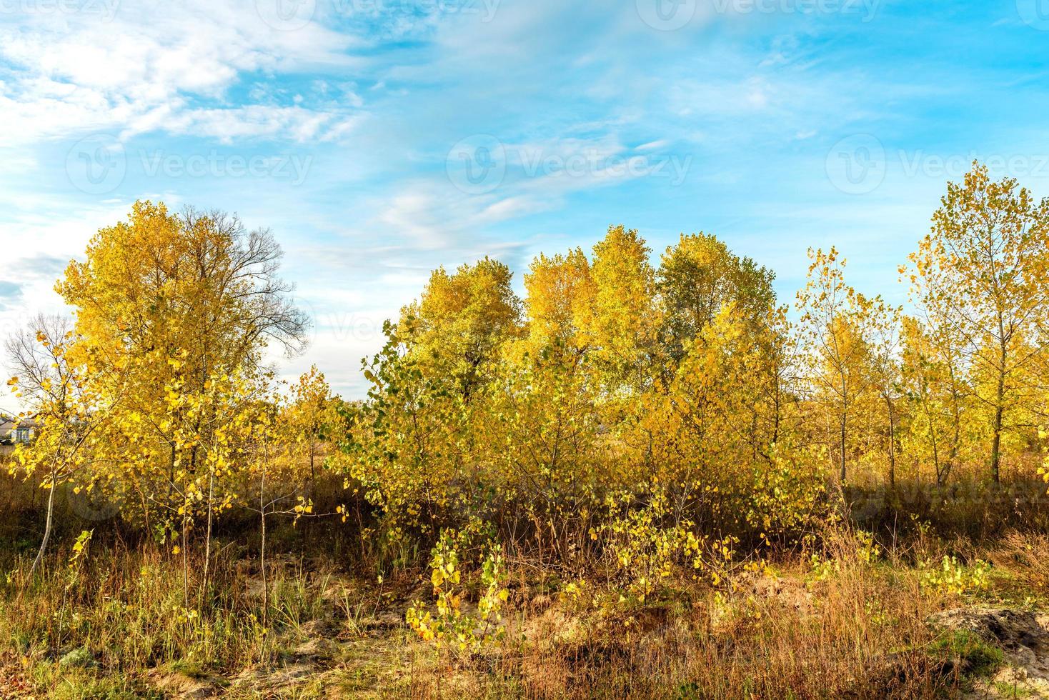 bellissimi alberi con fogliame giallo brillante contro un cielo blu foto