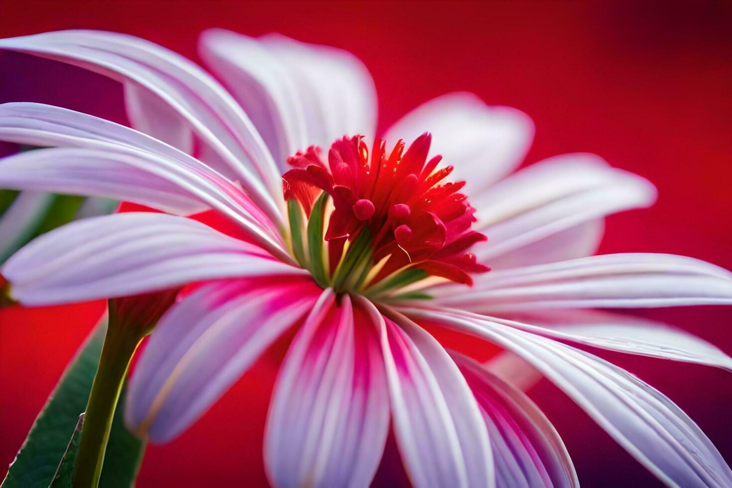 un' vicino su di un' bianca fiore con rosso petali. ai-generato foto