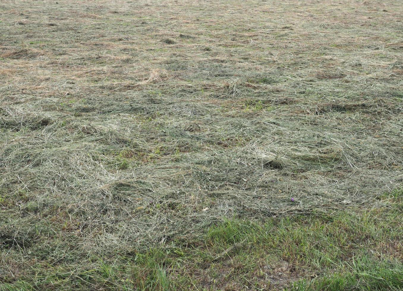 fieno appena tagliato foto